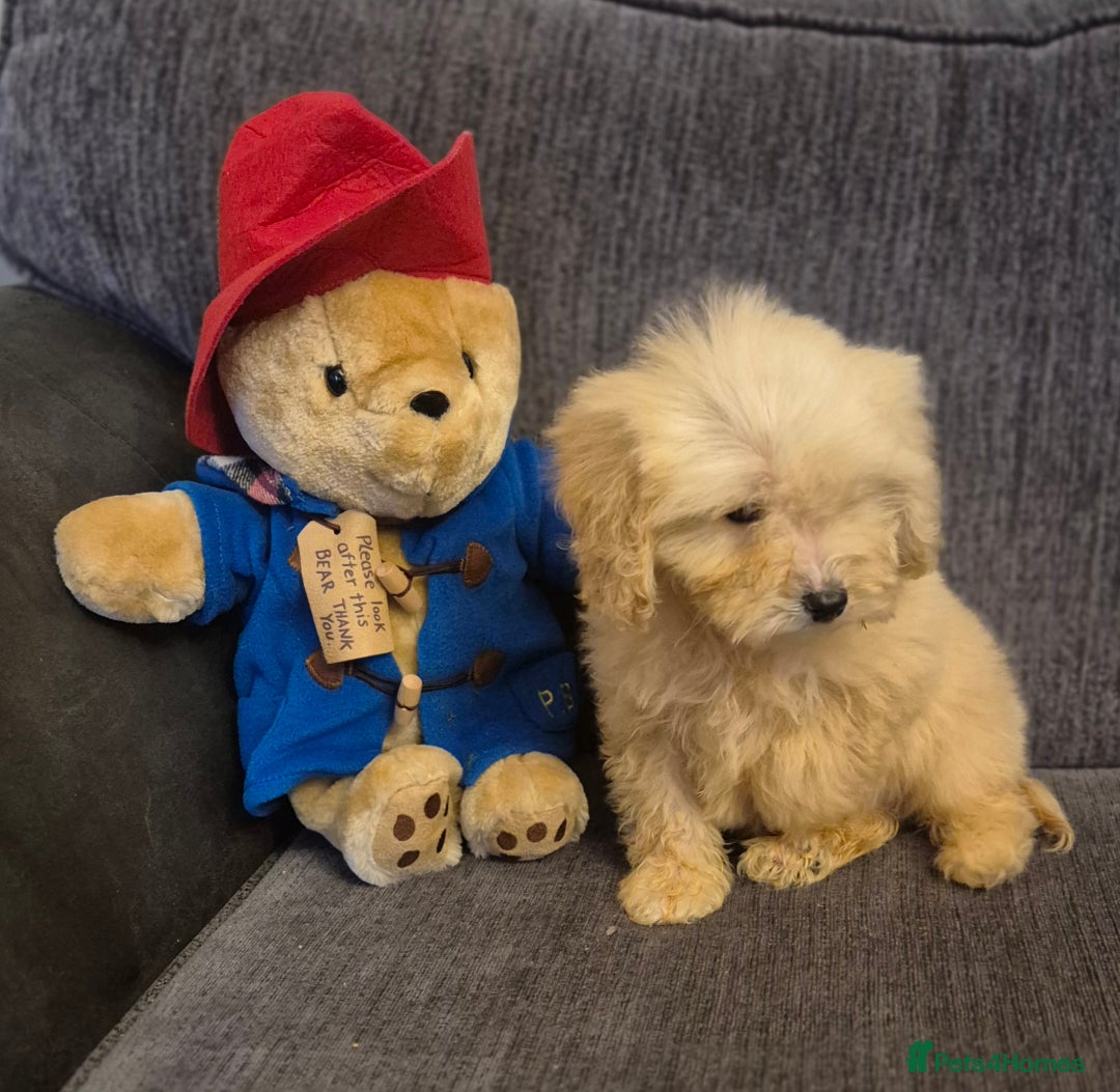 Cockapoo dogs for sale: Stunning F1 Cockapoo Puppies  - Advert 11