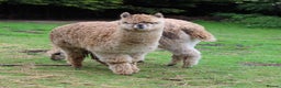 Alpaca livestock for sale: Beautiful Alpaca boys - Advert 1