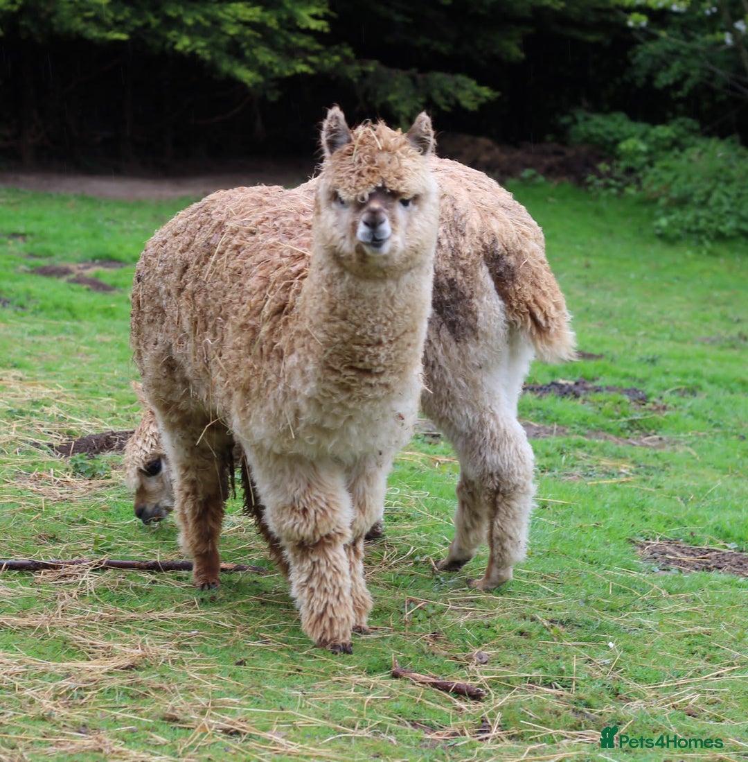 Alpaca livestock for sale: Beautiful Alpaca boys - Advert 1