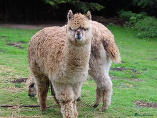 Alpaca livestock Beautiful Alpaca boys - Advert 2