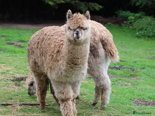 Alpaca livestock Beautiful Alpaca boys - Advert 2