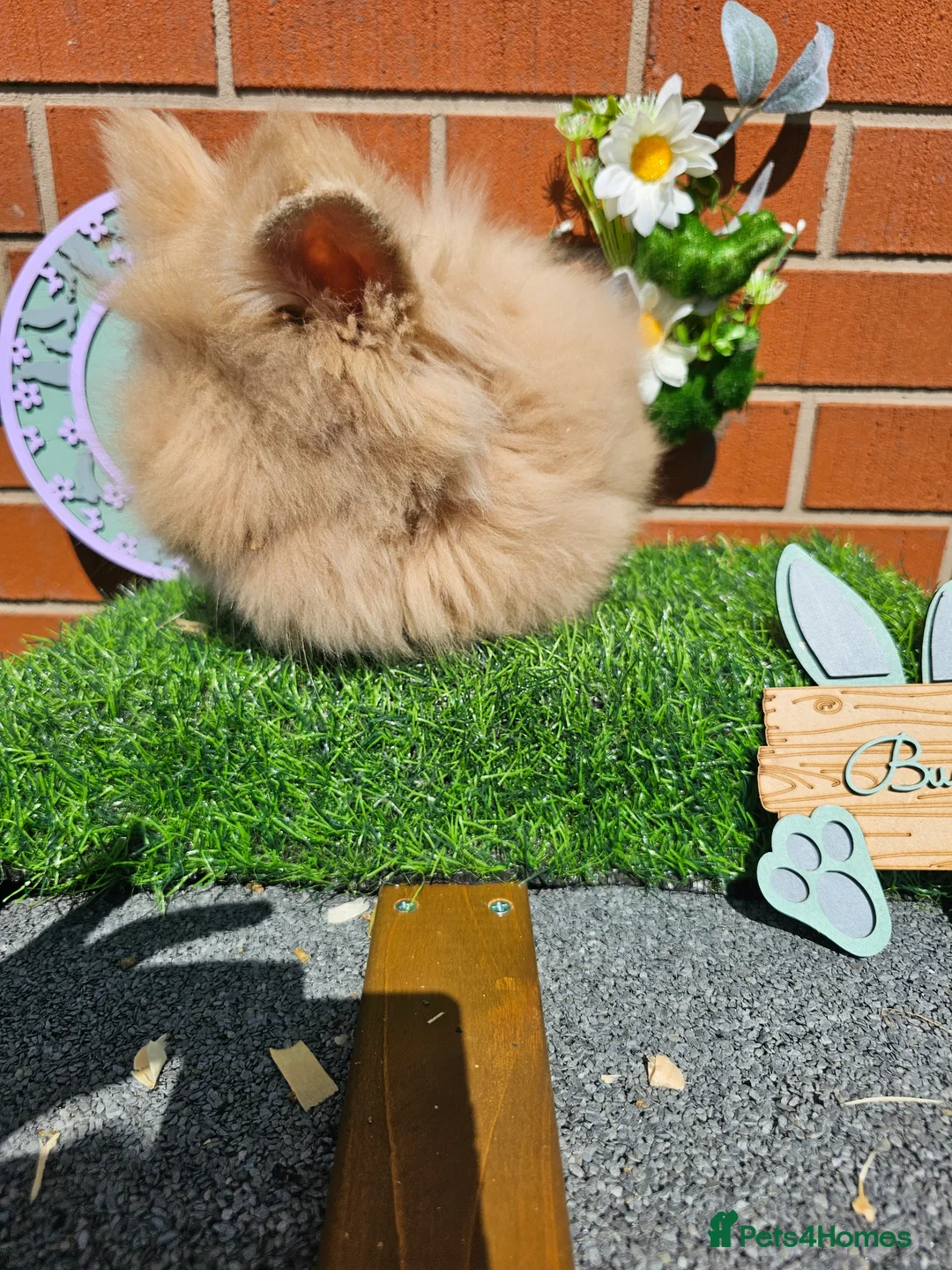 Angora rabbits for sale: Teddy widder buck - Advert 2
