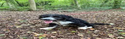 Mixed Breed dogs for sale: Colliepoo - Ted - Advert 8