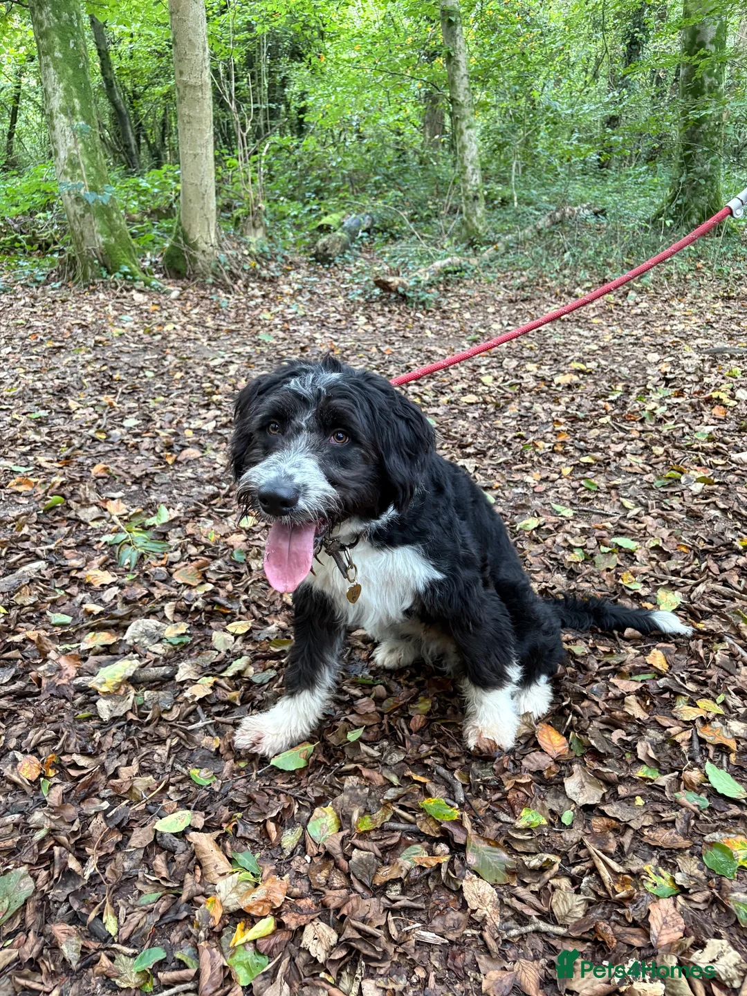 Mixed Breed dogs for sale: Colliepoo - Ted - Advert 8
