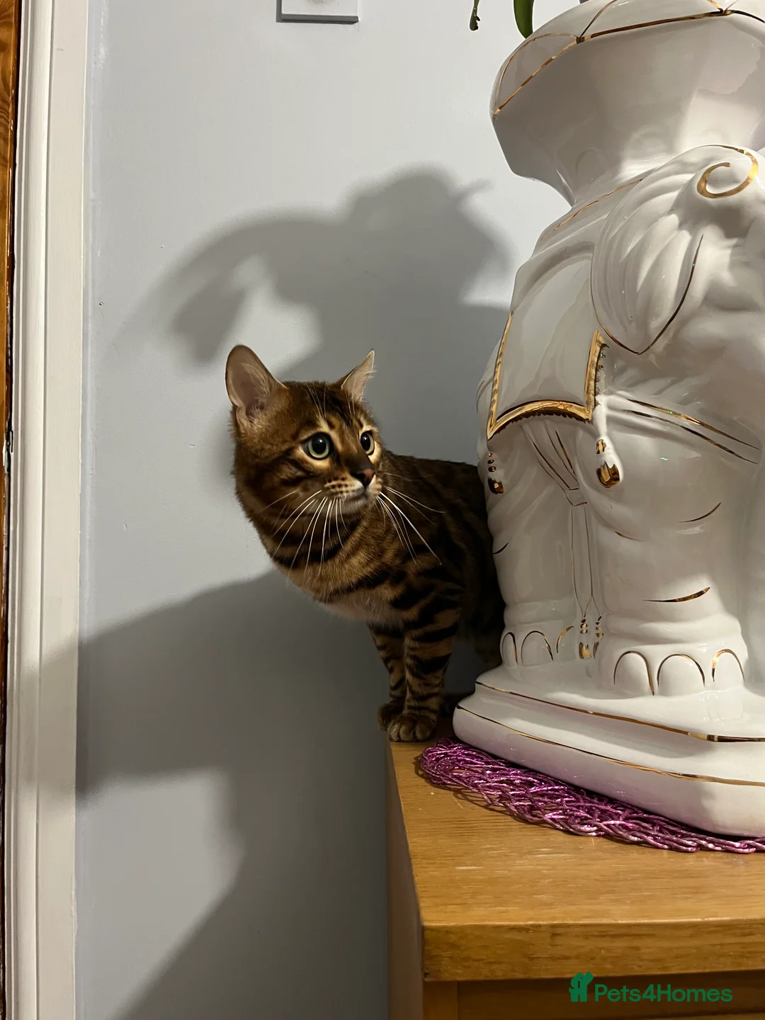 Bengal cats for stud: Adorable pure Bengal boy❤️ for stud in Purfleet - Advert 26