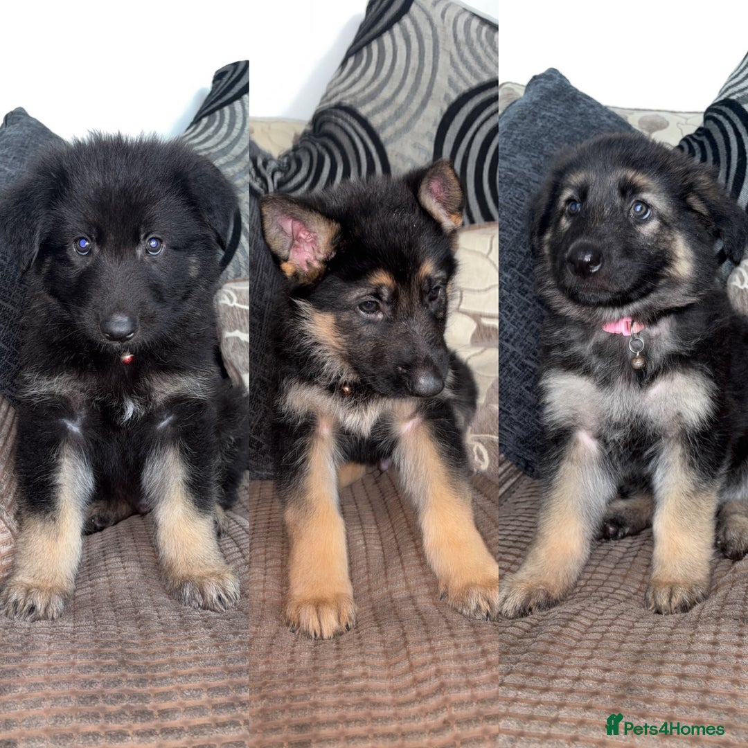 10 Week Old German Shepherd Short Hair Extreme Dog German Shepherd