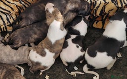 Whippet dogs for sale: Five Star KC Whippet Puppies - Image 7