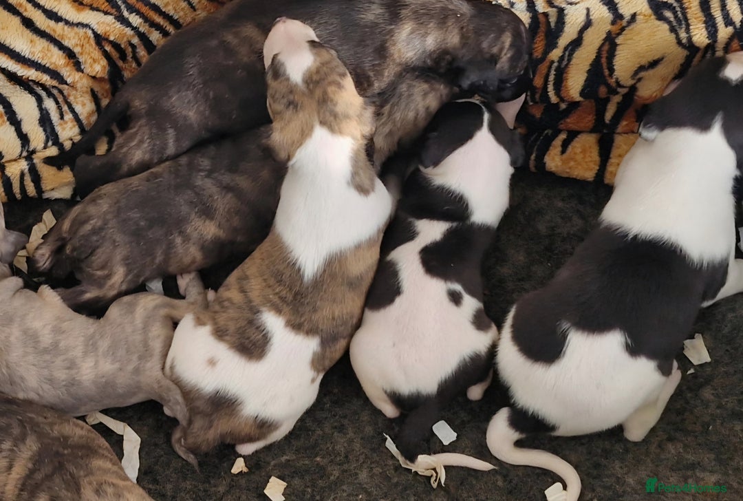 Whippet dogs for sale: Five Star KC Whippet Puppies - Image 7