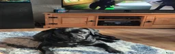 Labrador Retriever dogs for sale: Labrodor retriever kc REDUCE GIRL 1 left - Advert 6