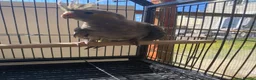 Cockatiels birds for sale: Cockatiels x5 12 weeks old.  - Advert 3