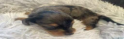 Miniature Dachshund dogs for sale: Beautiful Purebred Miniature Dachshund Puppies 🐾 - Advert 31