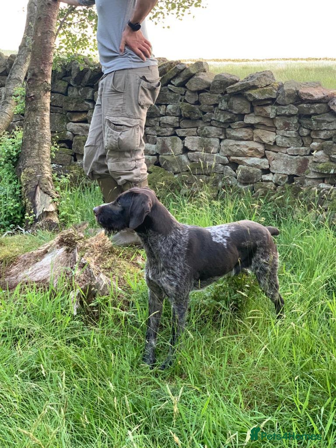 German Wirehaired Pointer dogs for sale: Beautiful GWP's for sale KC Registered - Image 11