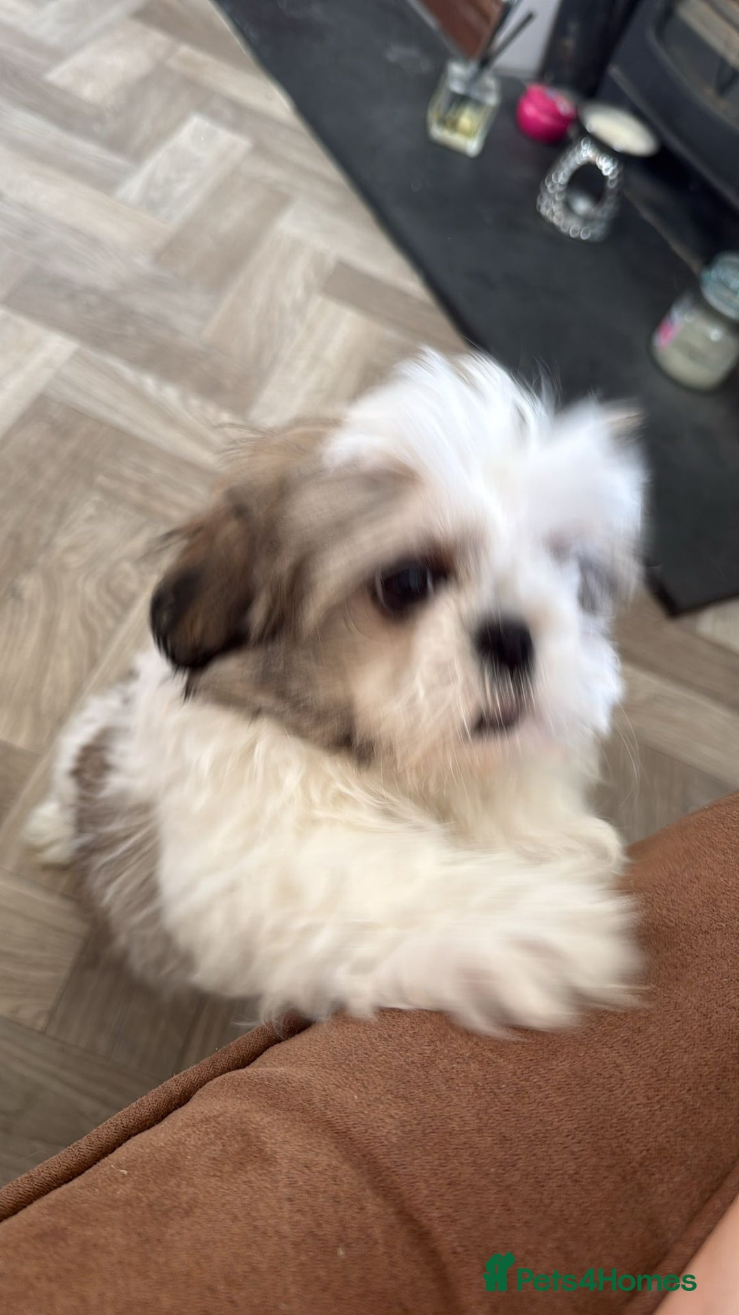 Mixed Breed dogs for sale: 4 beautiful little puppies chihuahua/shih tzu X - Advert 34