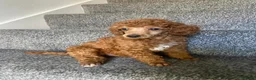 Miniature Poodle dogs for sale: Stunning Red Miniature Poodle Girl - Advert 29