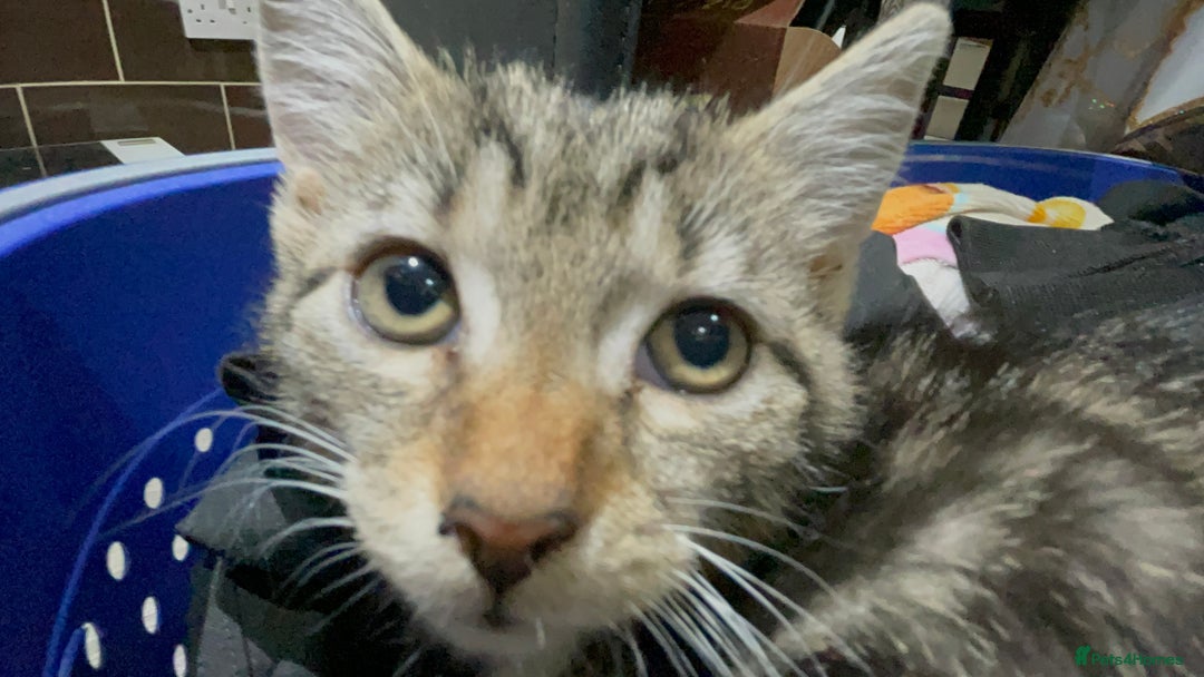 Mixed Breed cats for sale: 4 stunning tabby kittens - Image 27