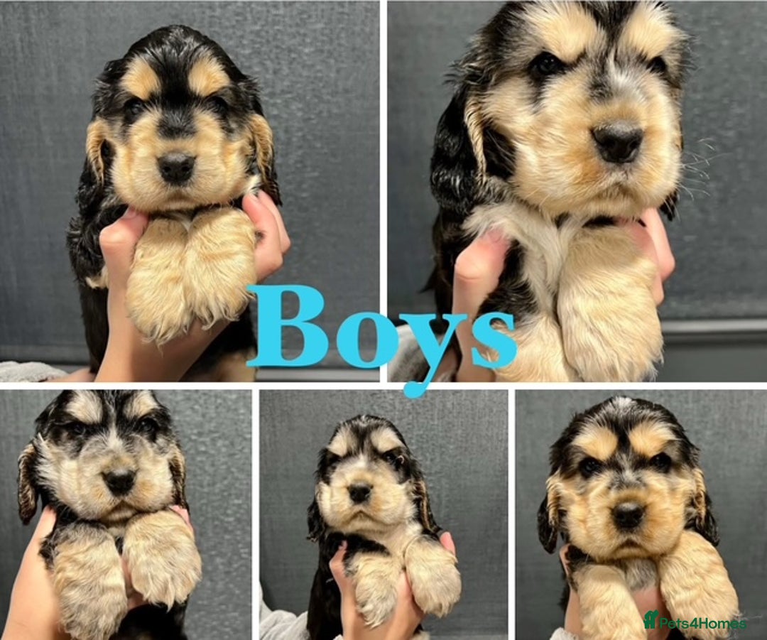 Cocker Spaniel dogs for sale: Show Cocker Spaniel puppies from DNA tested parent - Advert 1
