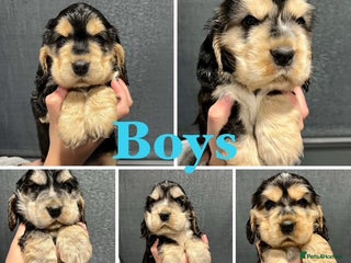 Cocker Spaniel dogs Show Cocker Spaniel puppies from DNA tested parent - Advert 6