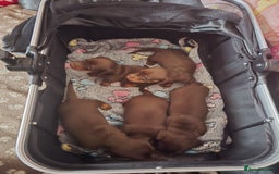 Miniature Dachshund dogs for sale: Miniature Dachshund Smooth - Image 5