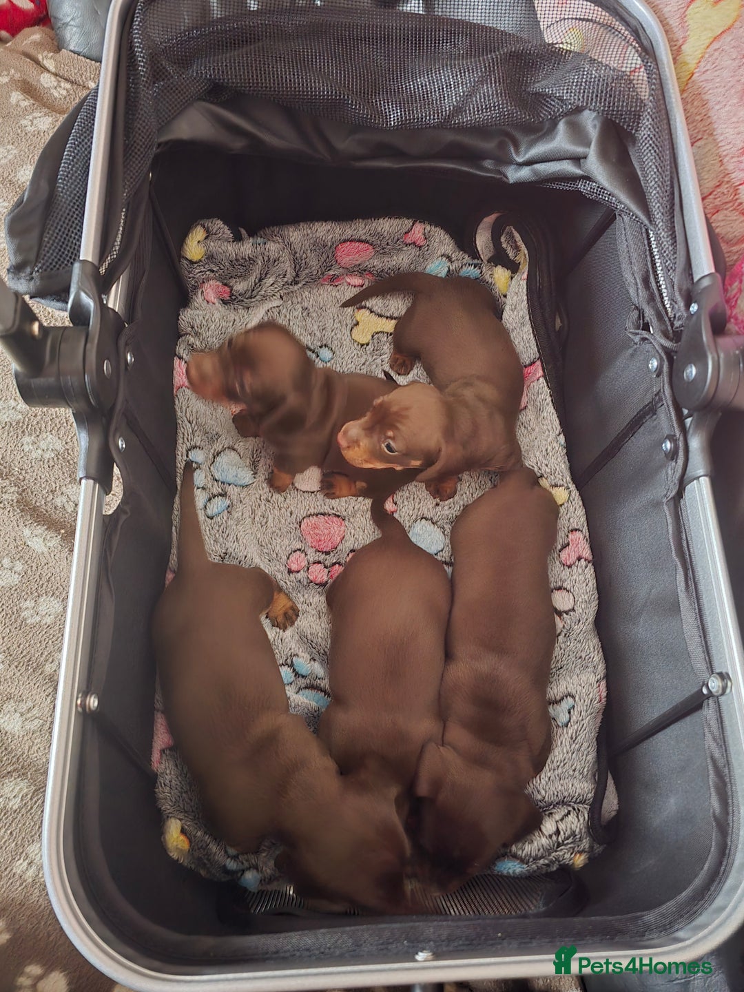 Miniature Dachshund dogs for sale: Miniature Dachshund Smooth - Image 5
