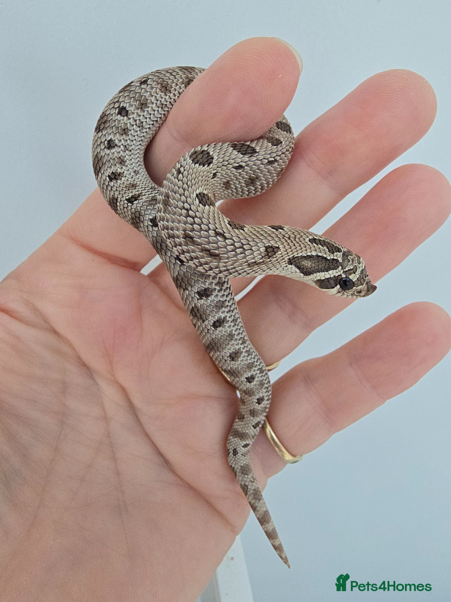 Snake reptiles Baby Western hognoses CB 26 mixed Morphs & Sex  - Advert 16