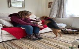 Mixed Breed dogs for adoption: Jojo handsome Beagle cross  - Image 9