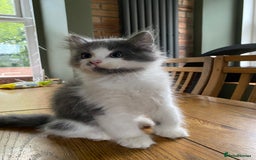Siberian cats for sale: Purebred Siberian kittens  - Image 7