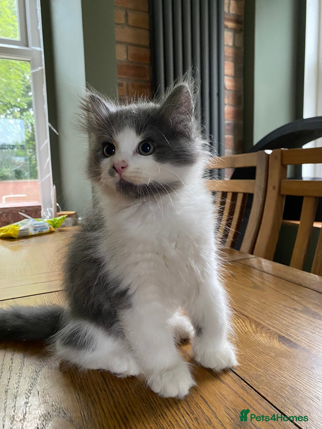 Siberian cats for sale: Purebred Siberian kittens  - Image 7