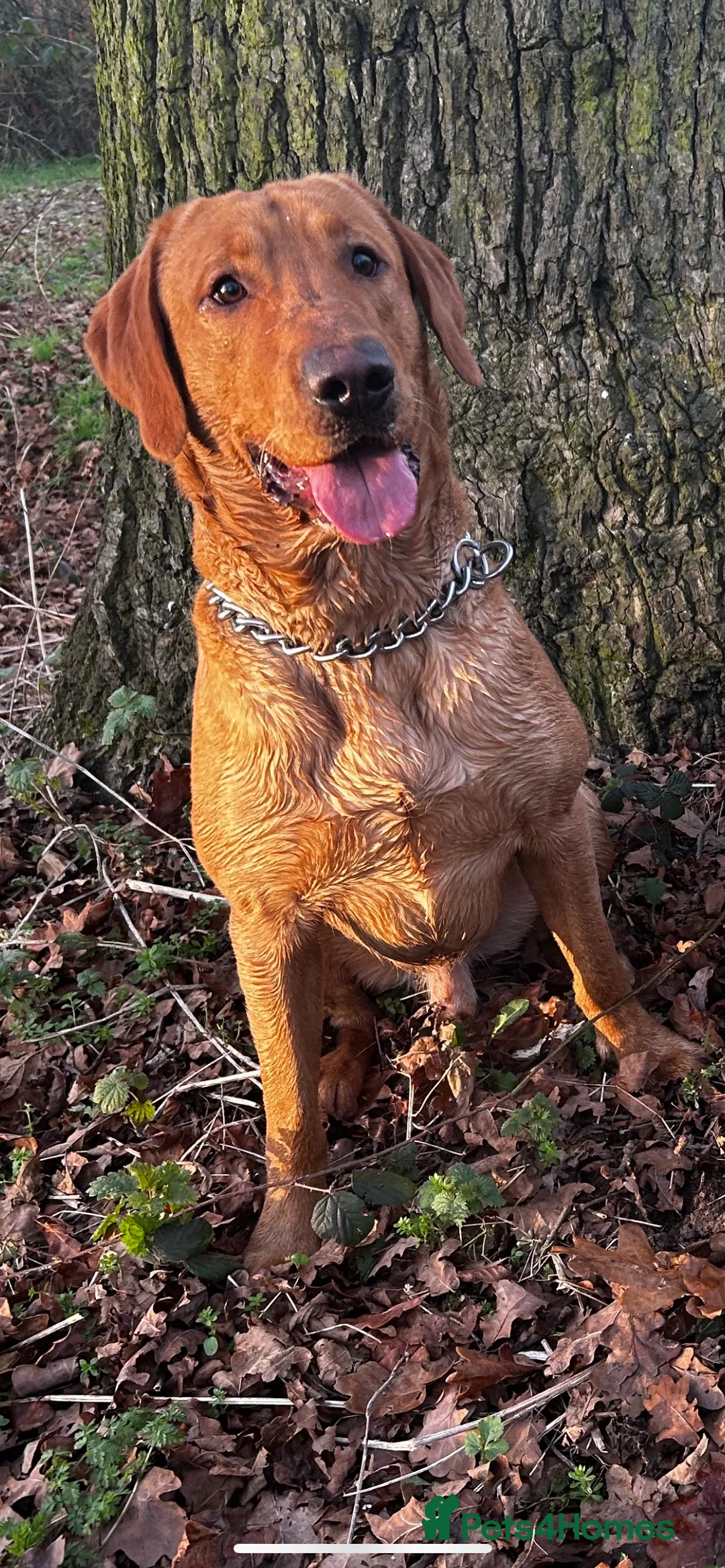 Labrador Retriever dogs for stud: Pedigree Health tested Fox Red Labrador for stud  in Wolverhampton - Advert 6
