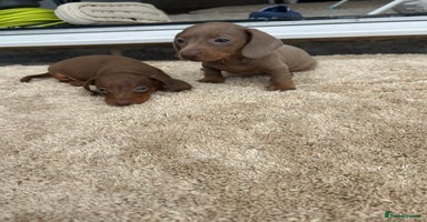 Miniature Dachshund dogs - Advert 3
