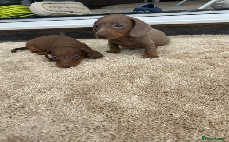 Miniature Dachshund dogs - Advert 7