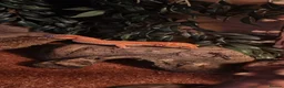 Leopard Gecko reptiles for sale: Leopard gecko  in Eastleigh - Advert 3
