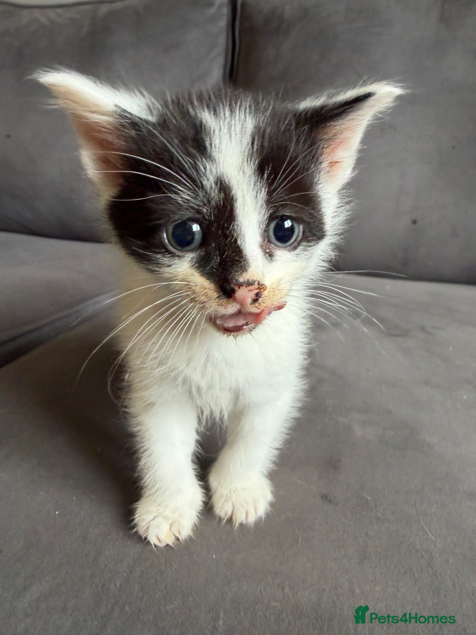 Mixed Breed cats 5 week old kittens for sale - Advert 5