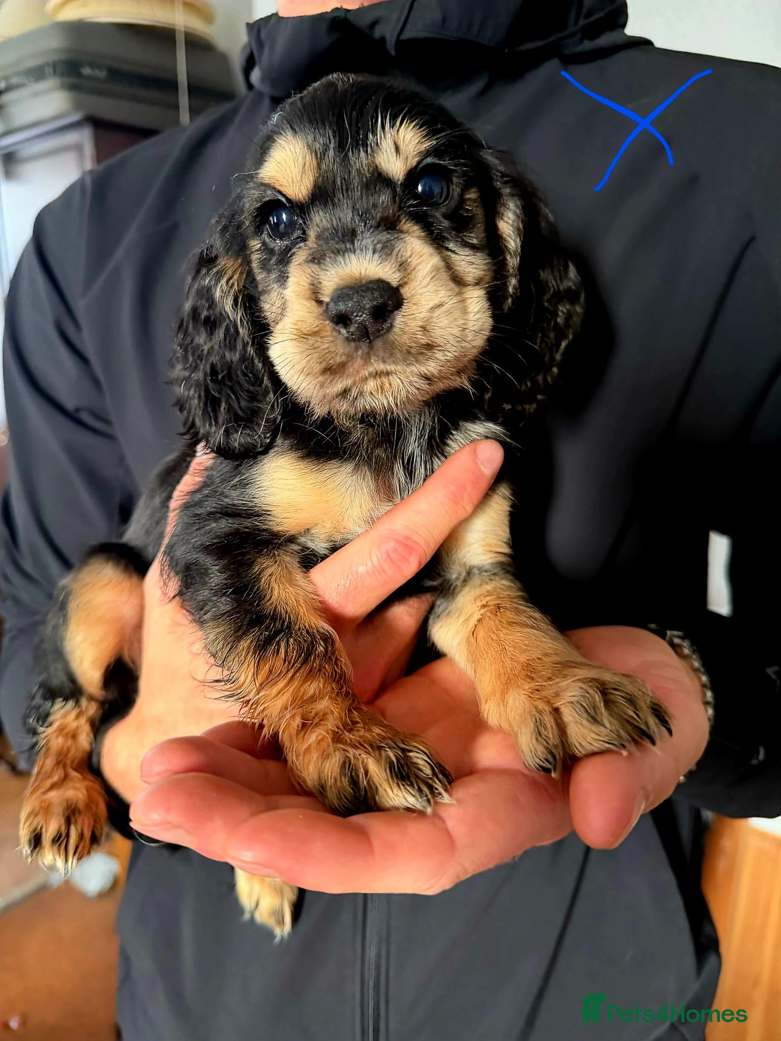 Cocker Spaniel dogs  Working Cockerspaniel puppies - Advert 17