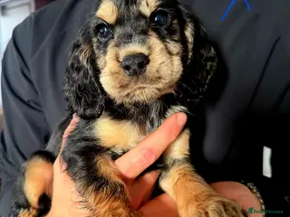 Cocker Spaniel dogs Working Cockerspaniel puppies - Advert 17