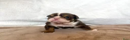 English Bulldog dogs for sale: Beautiful bulldog puppies  - Advert 8