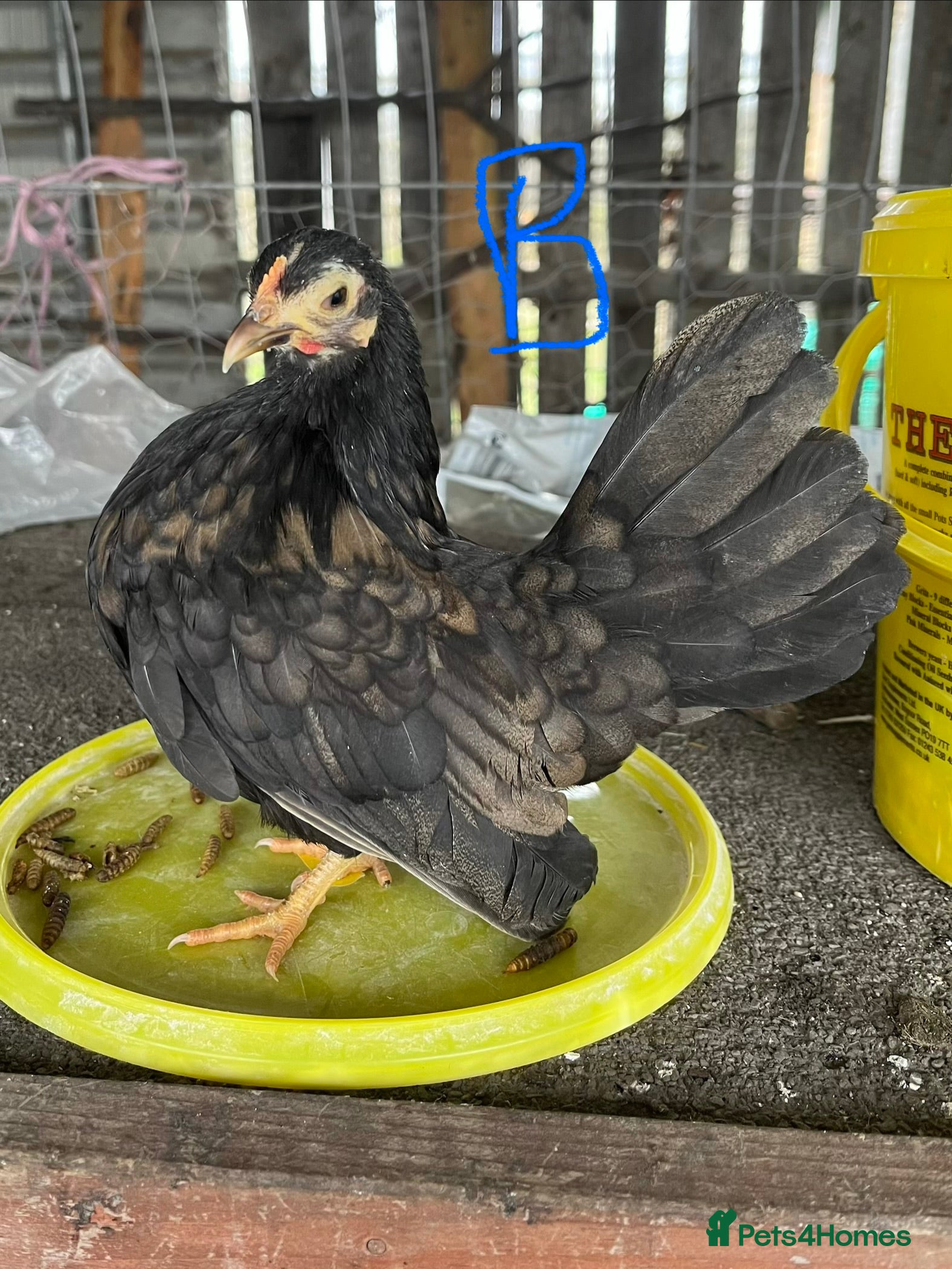 Chickens poultry Serama hens and roo trio - Advert 1