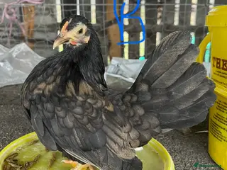 Chickens poultry Serama hens and roo trio - Advert 14