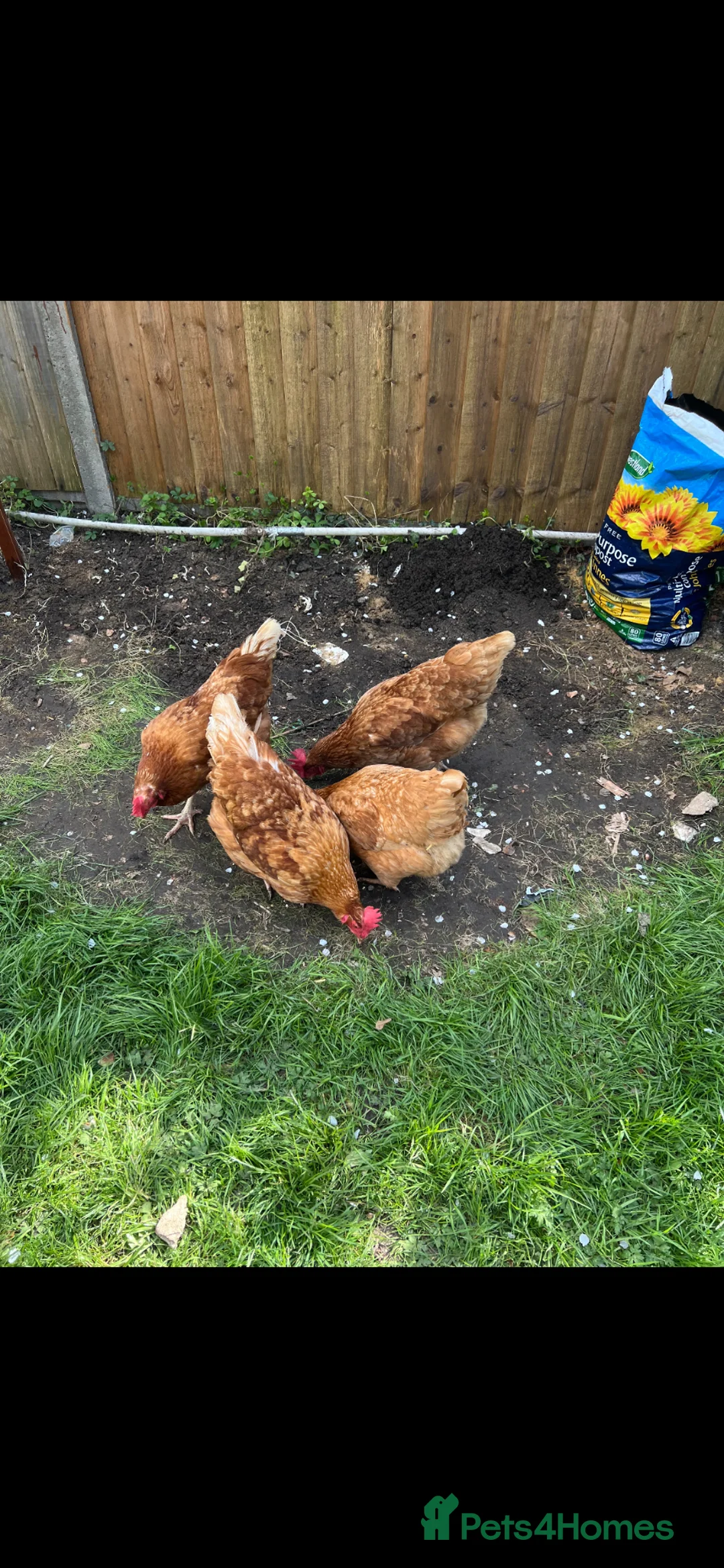 Chickens poultry for sale: X4 ISA brown/Hybrid Egg Laying Hens - £10 in Greenford - Advert 2