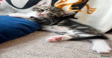 Mixed Breed cats - Advert 7