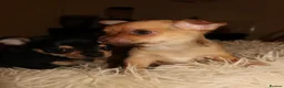 Chihuahua dogs for sale: Chihuahua puppies  - Advert 9