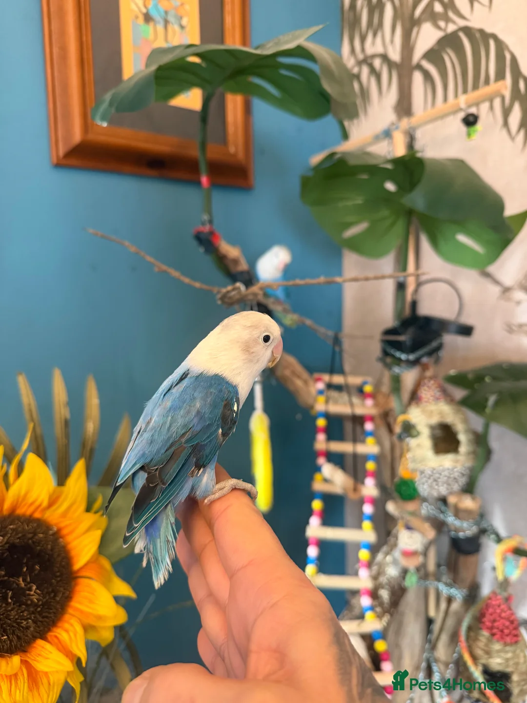 Lovebirds birds for sale: Opaline lovebirds  - Advert 3