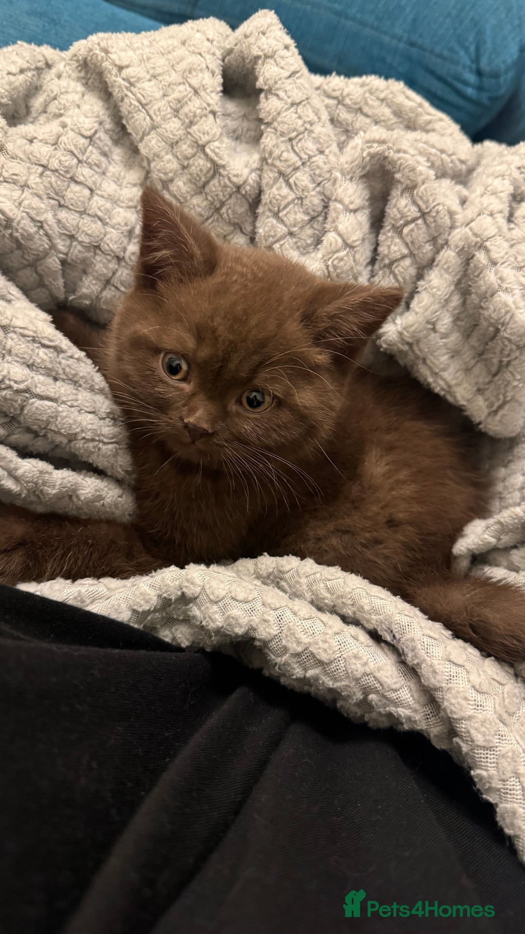 British Shorthair cats for sale: Beautiful chocolate British short hair  - Advert 3