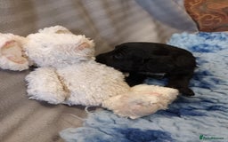 Sproodle dogs for sale: TOY F1b SPOODLE/COCKAPOOS - Image 6
