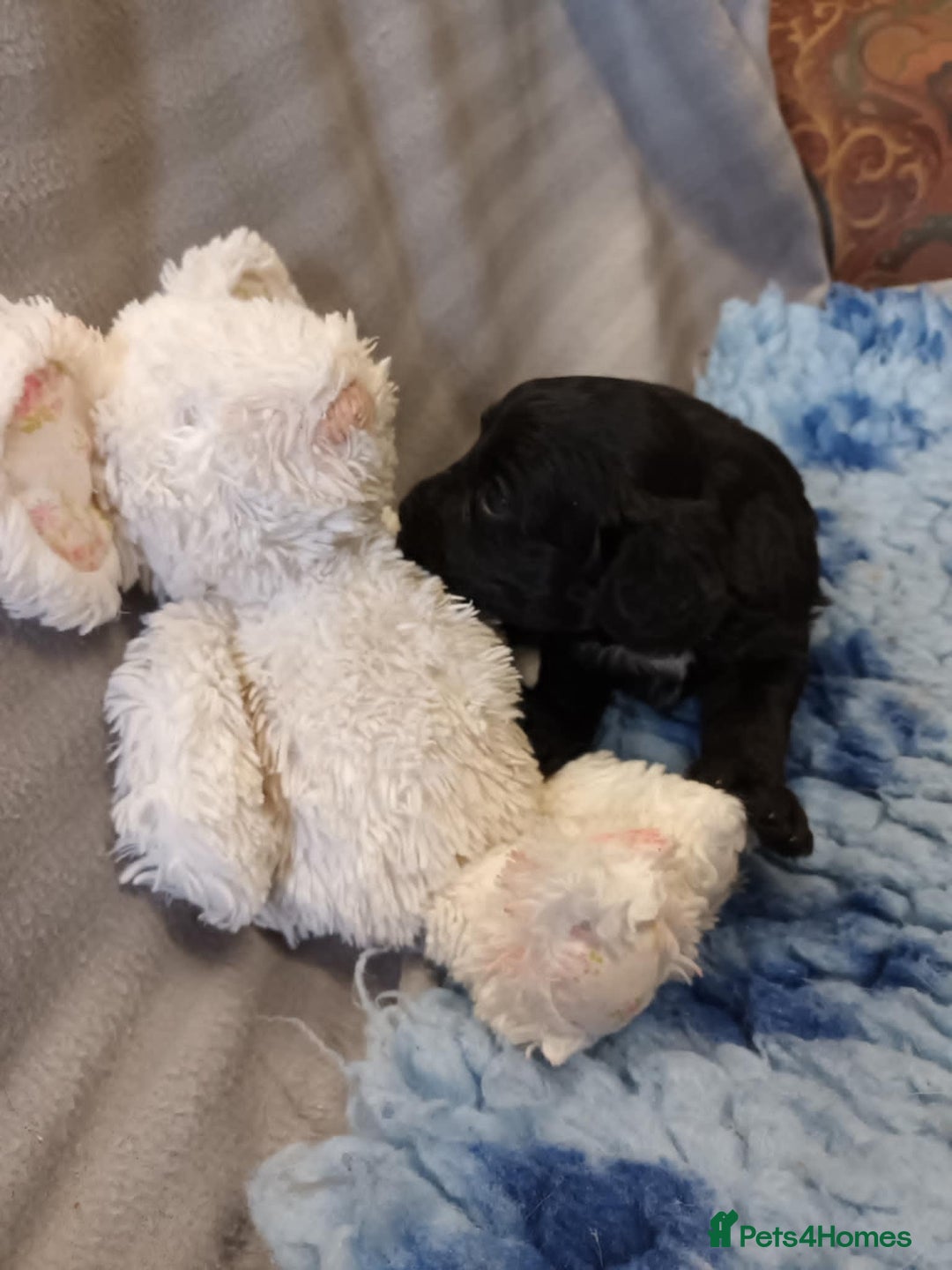Sproodle dogs for sale: TOY F1b SPOODLE/COCKAPOOS - Image 6
