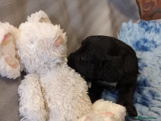 Sproodle dogs - Advert 2