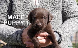 Labrador Retriever dogs for sale: Labrador retrievers chocolate and black KC reg - Image 1