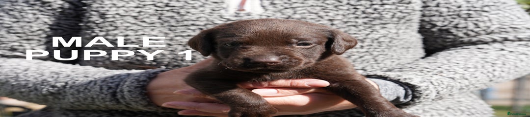 Chocolate male Labrador Retriever Puppy 1