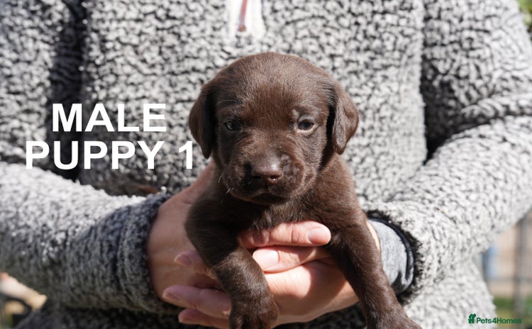 Labrador Retriever dogs - Advert 9