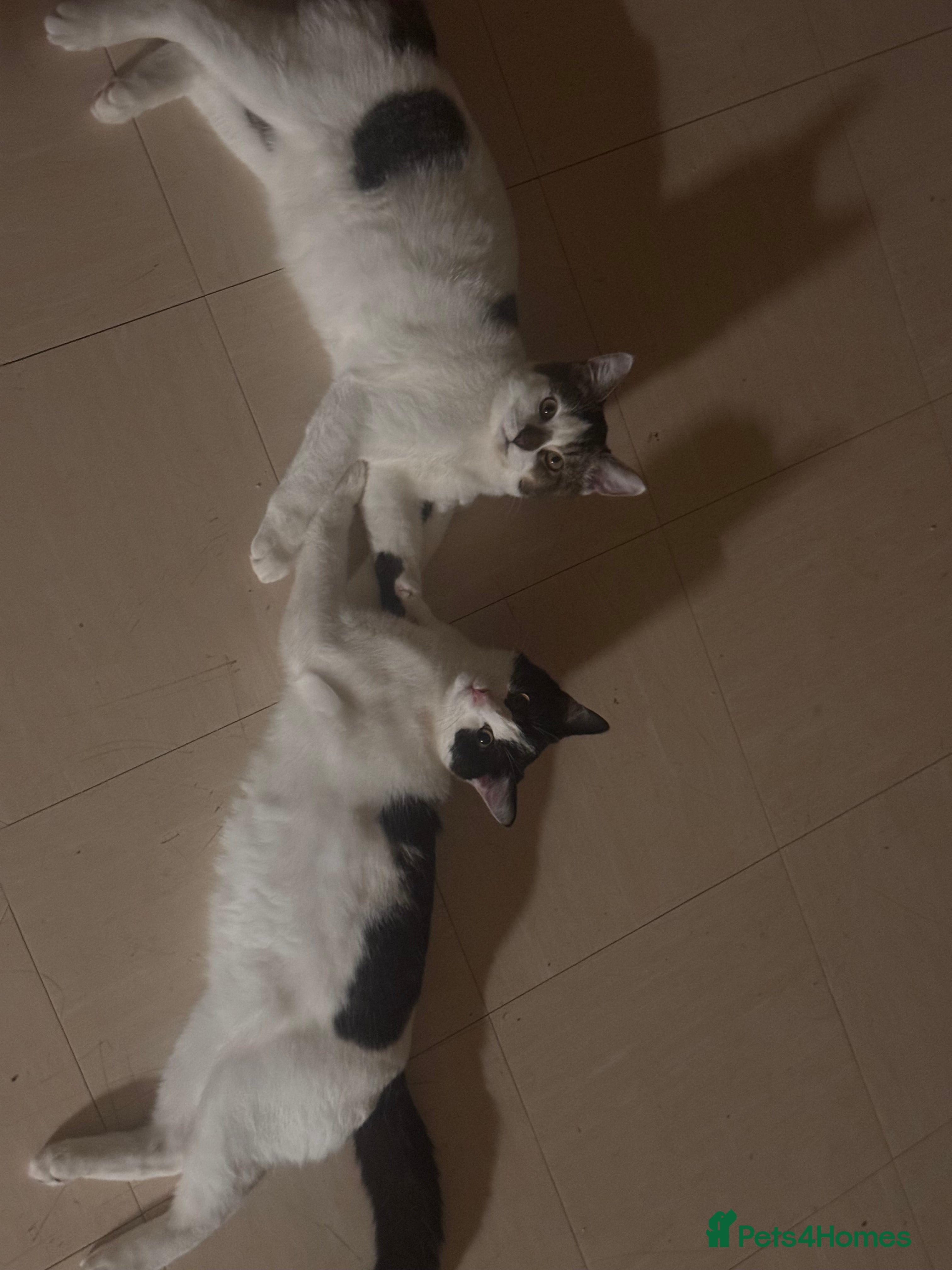 British Shorthair cats Two male kittens for sale - Advert 16