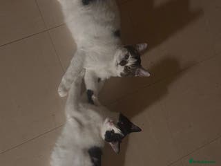 British Shorthair cats Two male kittens for sale - Advert 20